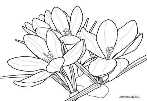 474x325 Crocus Flowers Coloring Page