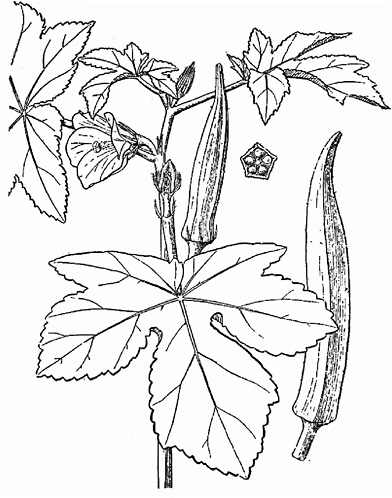 392x498 16 Okra Lost Crops Of Africa Volume Ii Vegetables