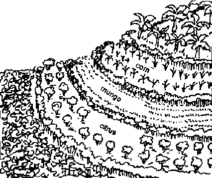 426x357 Sustainable Agroforest Land Technology (Salt 3)