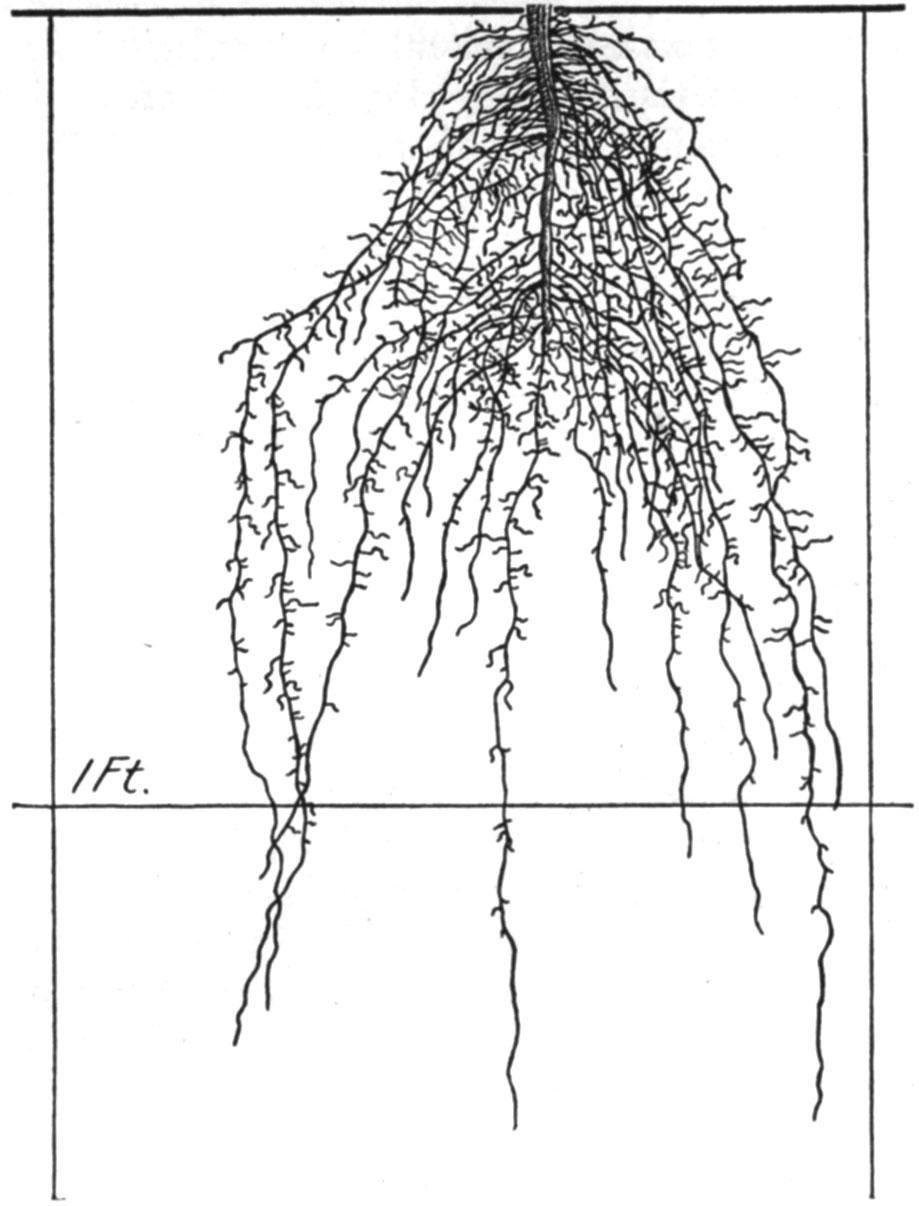 919x1206 The Root Development Of Vegetable Crops Astonishing Illustrations