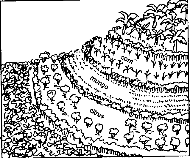 638x532 Trees And Their Management Sustainable Agroforest Land Technology