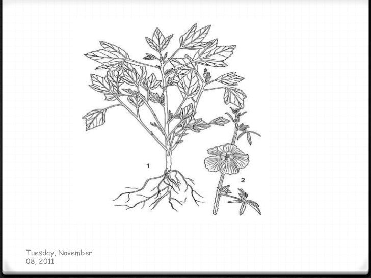 728x546 Mesta Fiber Crop