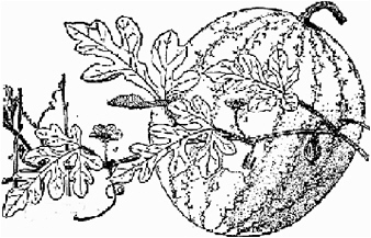 338x217 8 Egusi Lost Crops Of Africa Volume Ii Vegetables