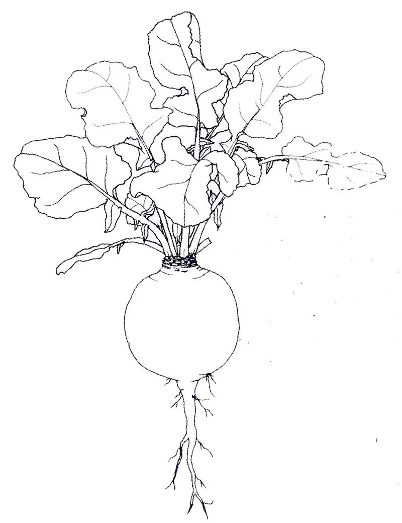 800x1040 British Field Crops 2nd Edition Book By Sally A. Francis Advance