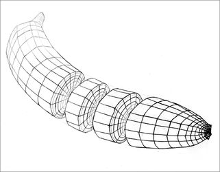 321x250 Bell Pepper, Pencil Contour Drawing Envd 201 Peppers