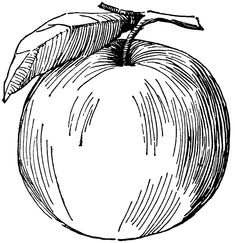 235x243 Image Result For Cross Contour Apple Drawing Contour Fruit