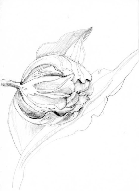 465x640 Rocky Mountain Society Of Botanical Artists March 2012