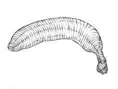 236x179 Student Example Of Cross Contour Drawing From Beginning Drawing