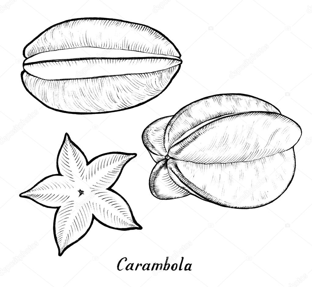 1023x940 Carambola Ink Drawing Stock Photo Jaros75