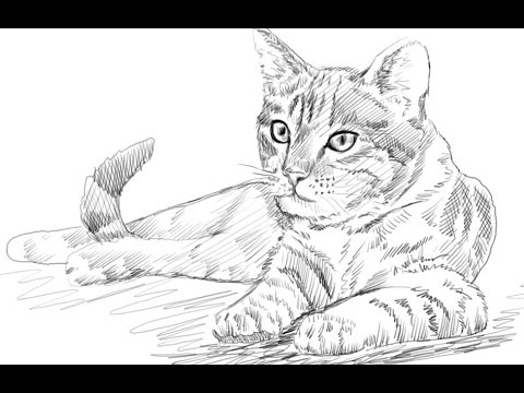 480x360 How To Draw A Cat Yzarts Yzarts