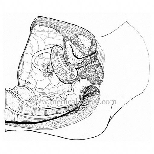 510x510 Traditional Pen And Ink Medical Illustrations Gallery Hand Draw