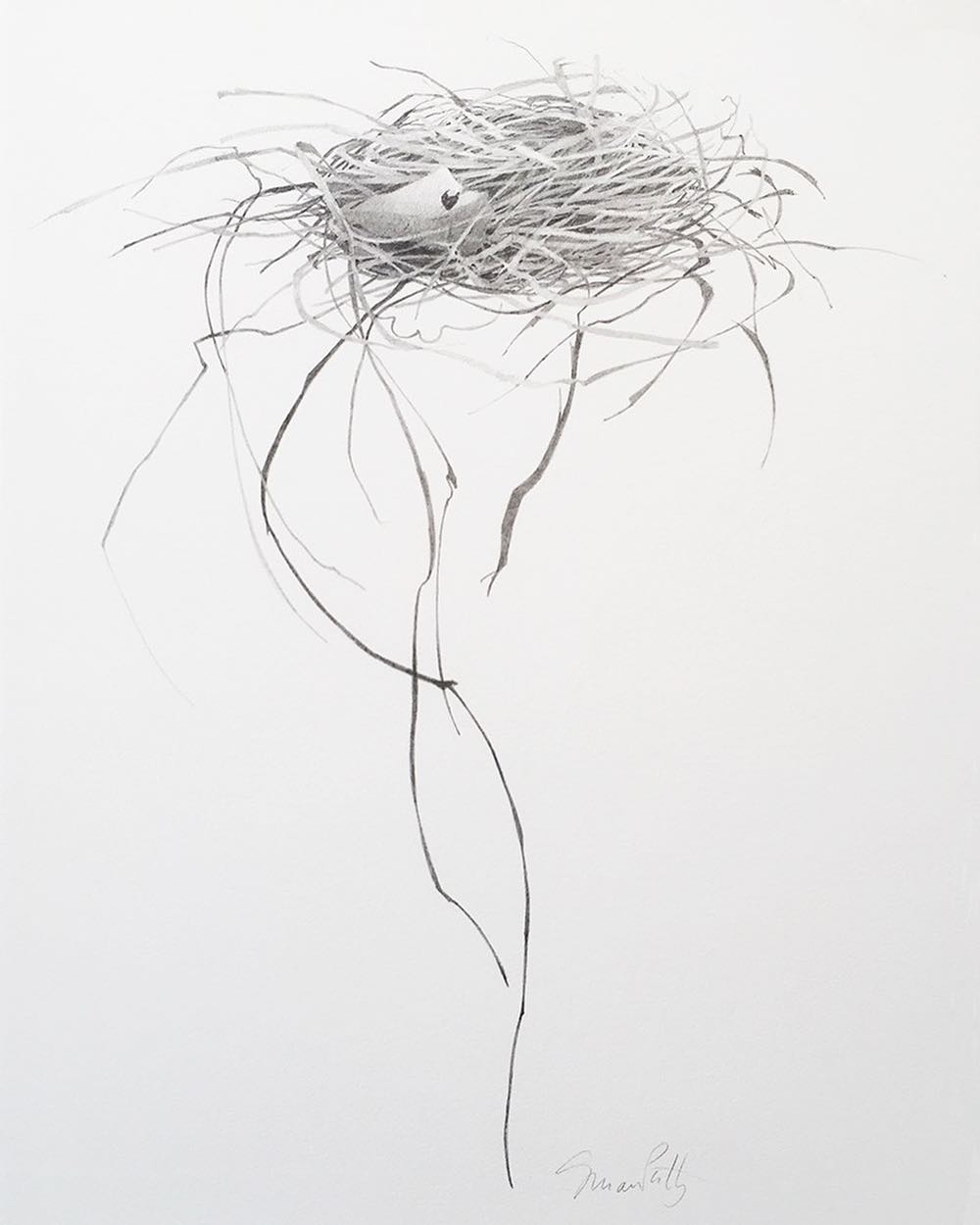 1000x1250 Drawing Of The Week Susan Petty Nest V Graphite 16.513.5 In.