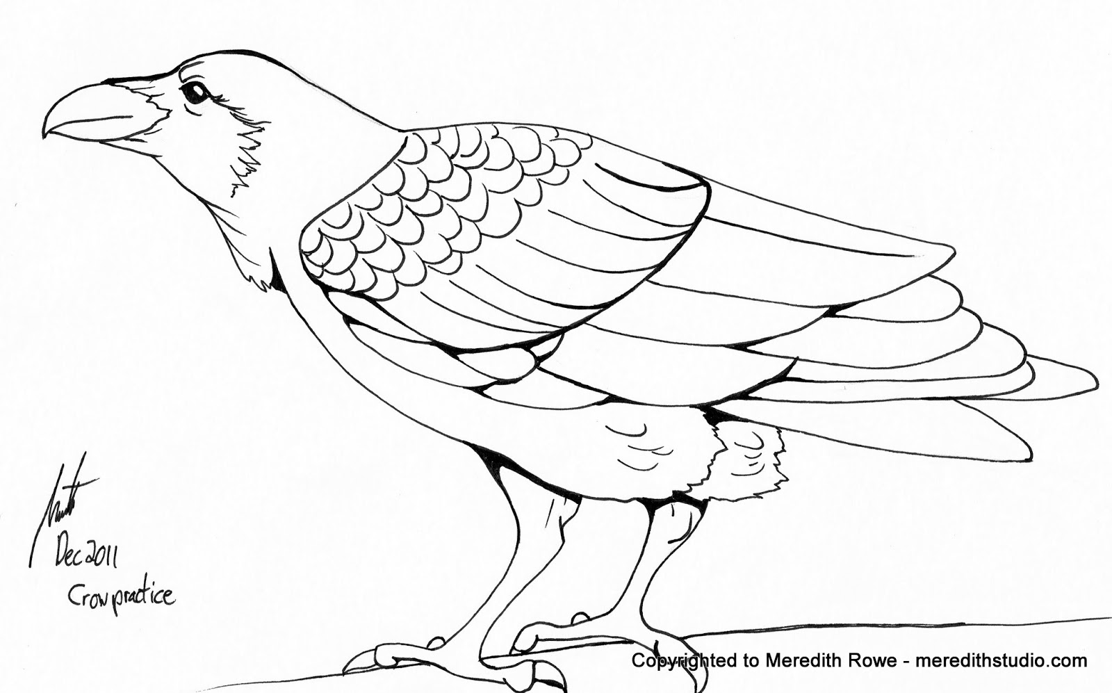 1600x997 Meredith Studio Sketch Diary Inked Crow Practice, Perched