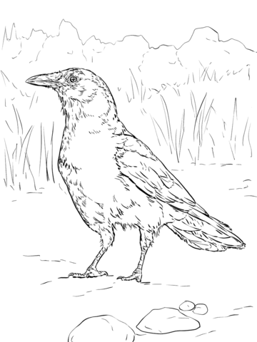 360x480 Realistic American Crow Coloring Page From Crows Category. Select