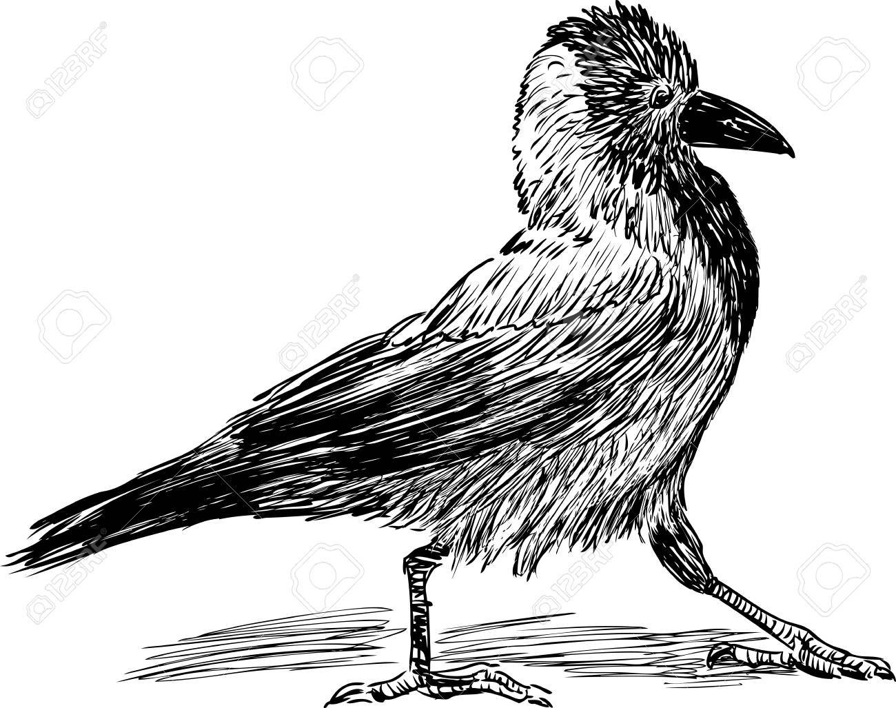 1300x1027 Vector Drawing Of A Striding Crow Royalty Free Cliparts, Vectors