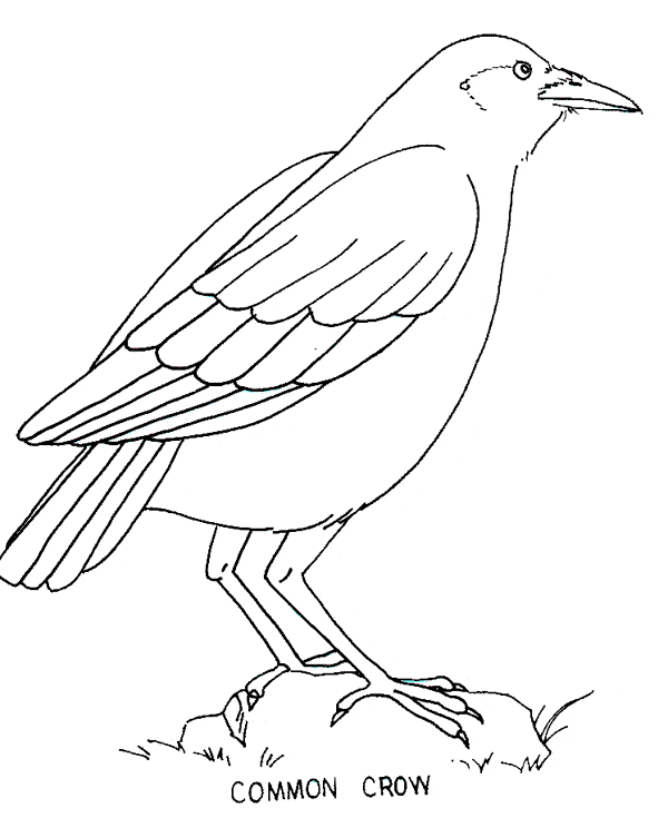 600x735 Crow Coloring Page