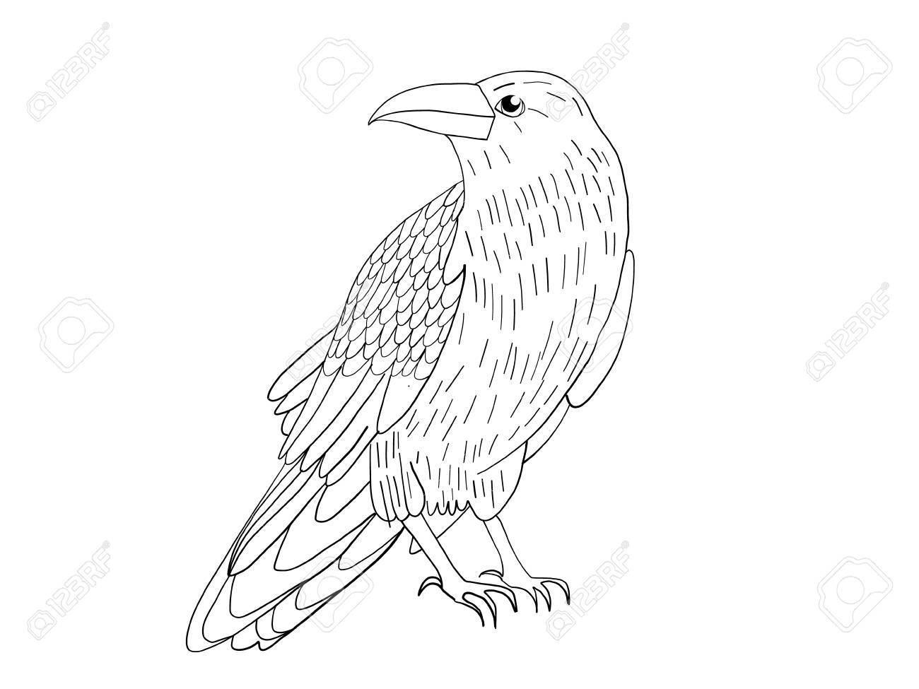 1300x975 Hand Drawn Black Crow. Raven, Bird Sketch, Vector Illustration