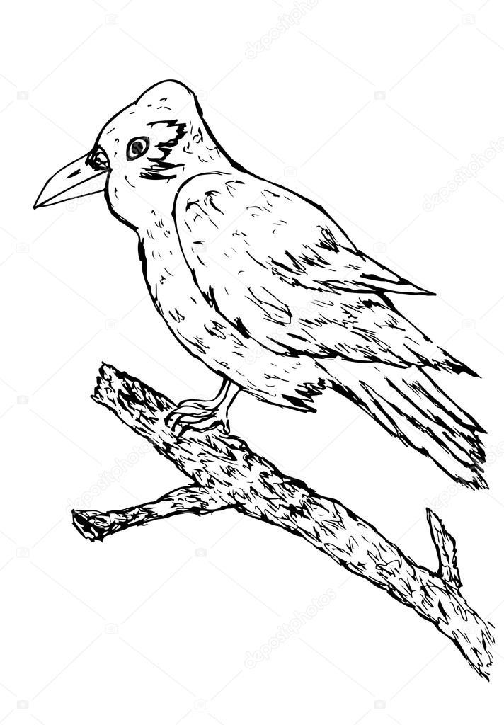 712x1024 Crow Sketch Stock Vector Artshock