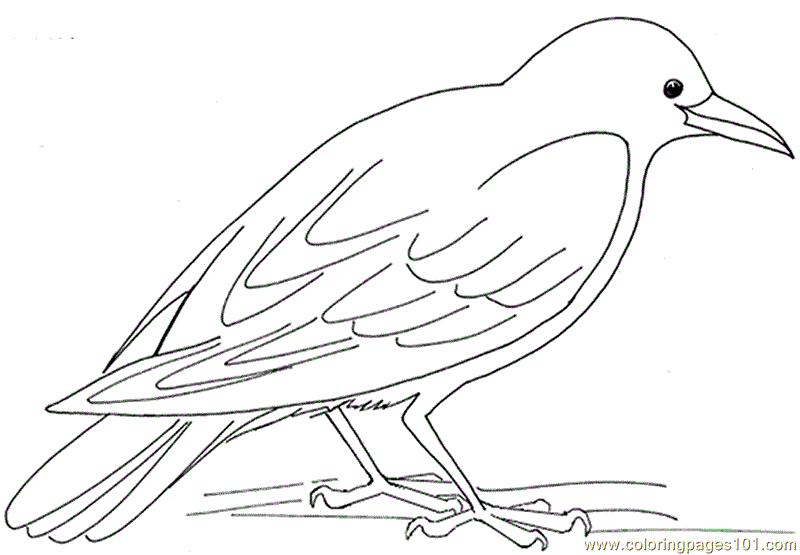 800x555 Crow Hungry Coloring Page