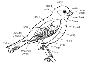 300x212 Drawn Crow Anatomy