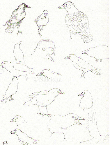 378x500 Crow Sketches Bluedogrose