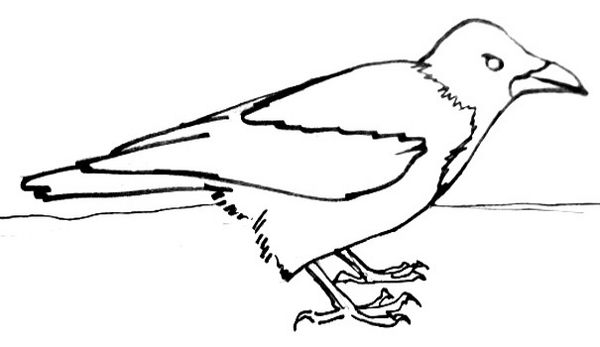 600x347 How To Draw A Crow