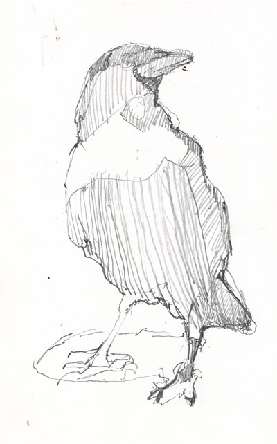 400x642 Quick Crow Sketch Robert Pollien