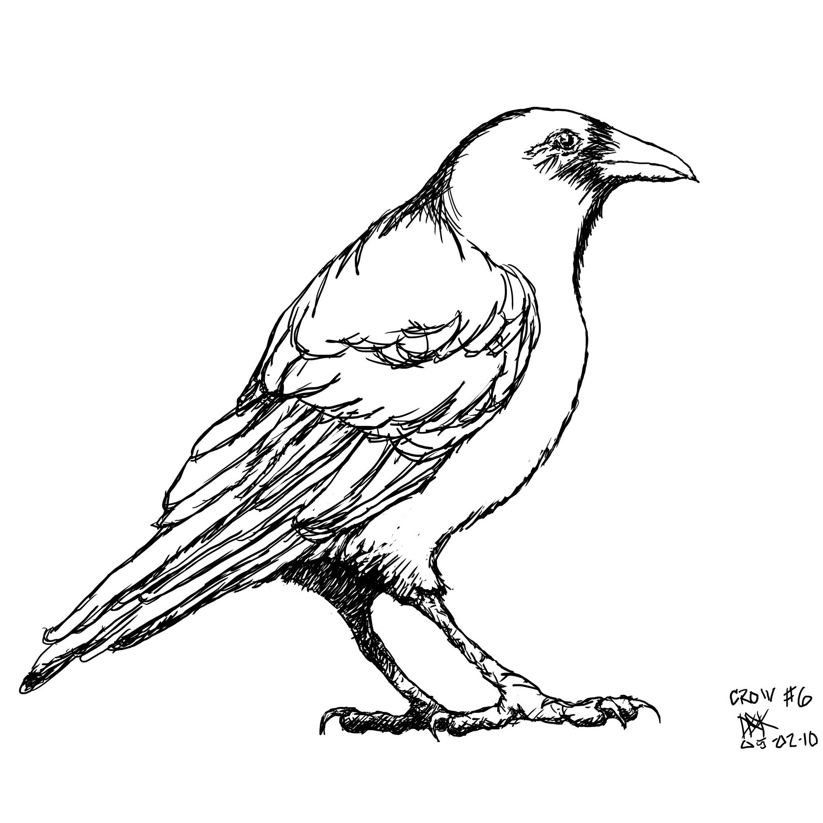 1650x1650 Crow Drawing