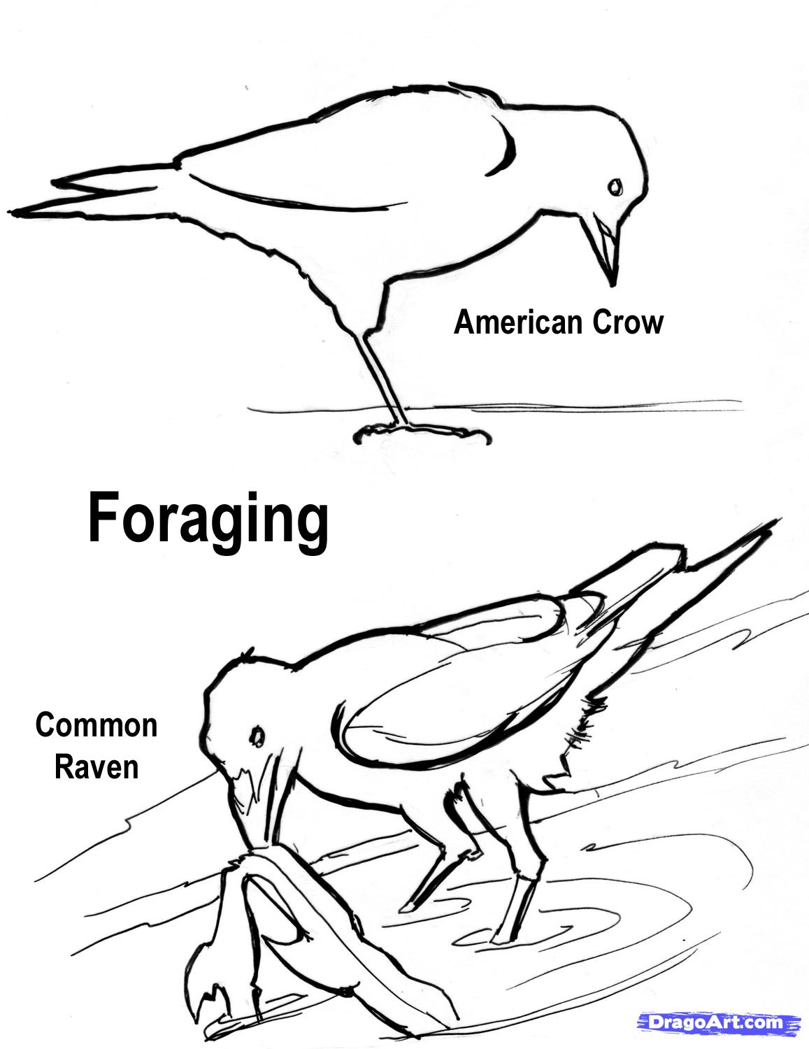 1157x1500 How To Draw A Realistic Crow, American Crow Step 22 Ink