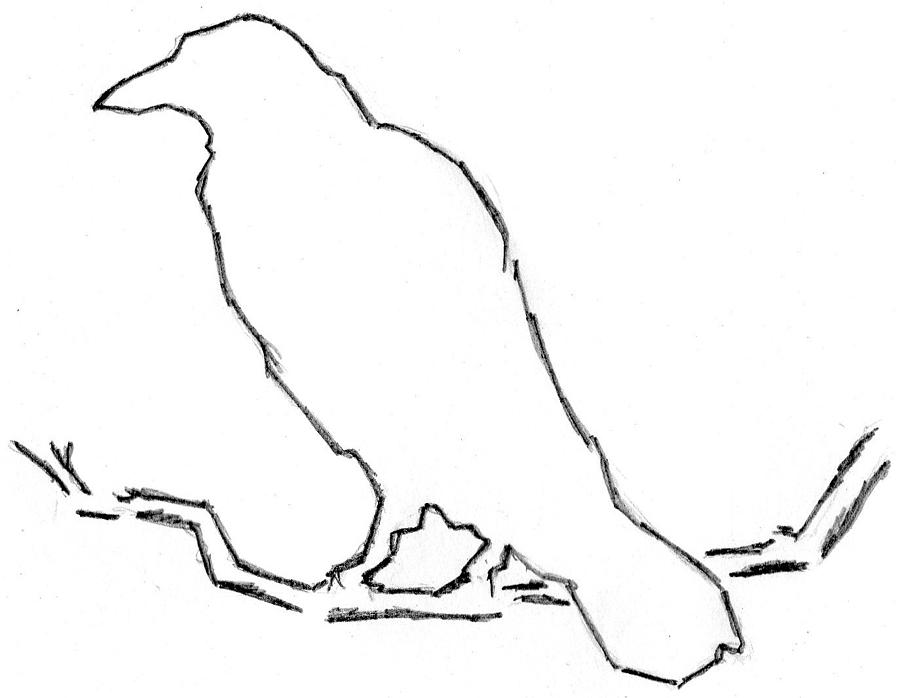 900x698 Crow Drawing By Pam Ferrara