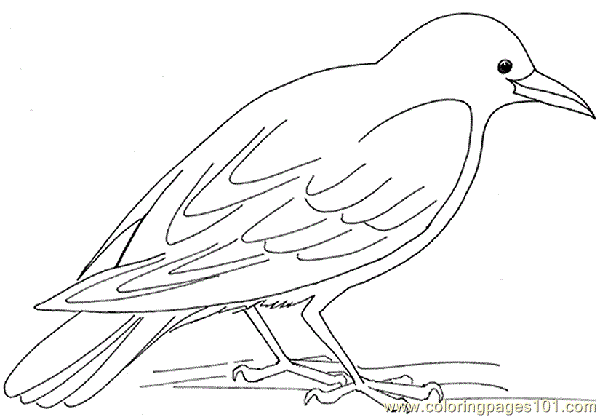 600x417 Crow Coloring Page