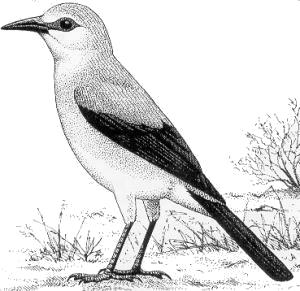 300x291 Stresemann's Bush Crow