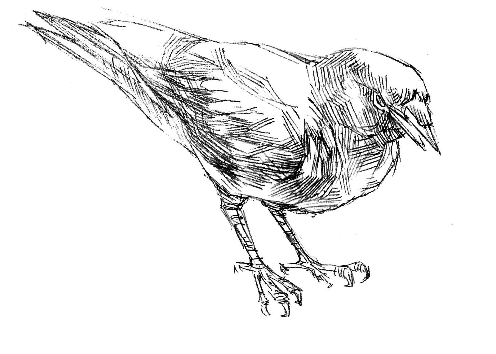 1600x1143 Lee's Pencil