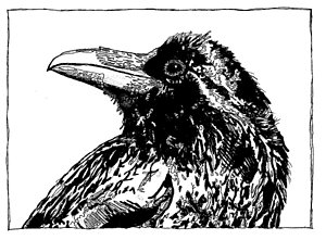 300x221 Raven Calculations Drawing By Julia Forsyth