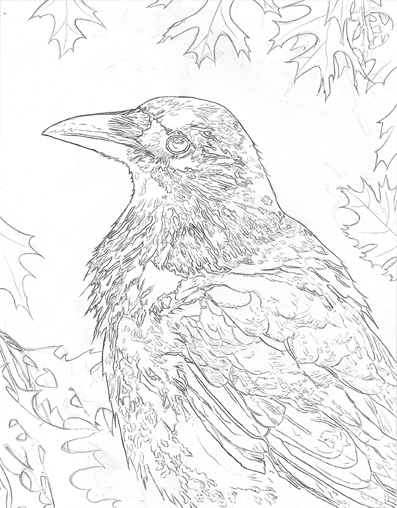 789x1009 Alan Hawley Illustration Crow Acrylic Process
