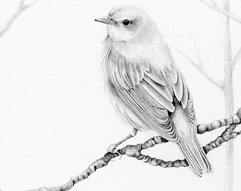340x270 Bird Drawing Etsy