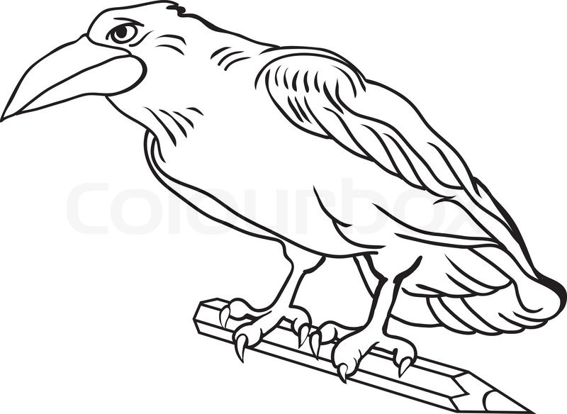 800x584 Vector Drawing Flying Crow On White Background Stock Vector