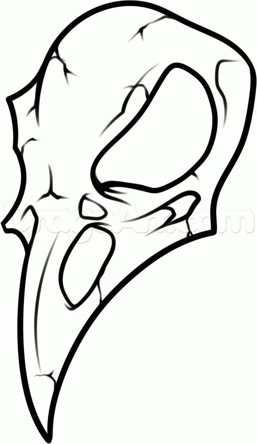 504x871 How To Draw A Crow Skull Step 6 Crow Skull Crows