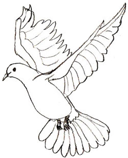250x310 Drawn Crow Dove