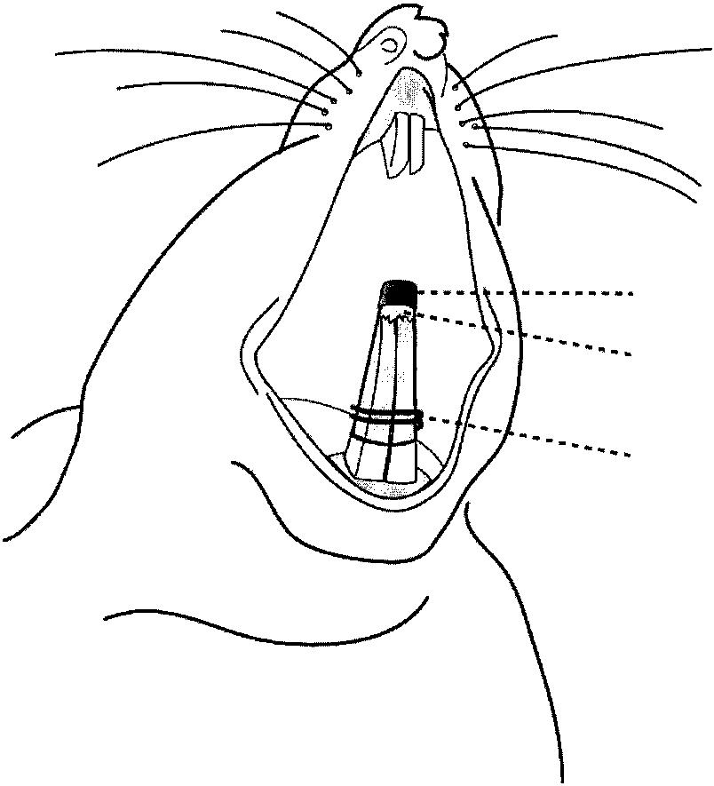 804x885 Line Representation Of The Artificial Crown On The Rat Incisors