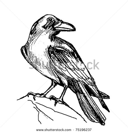 450x470 Raven Bird Drawing Raven Drawing Stock Vector Ravens,crows