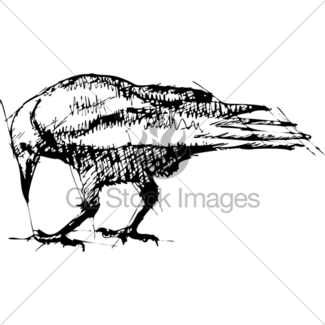 325x325 Sketch Vector Illustration Of Crow Gl Stock Images