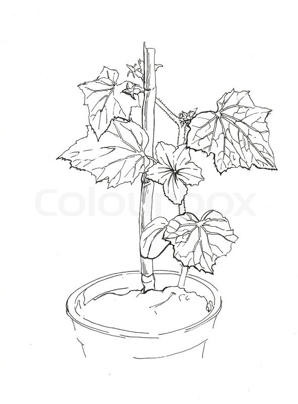 591x800 Small Cucumber Vine With Flower In Flowerpot Ink Drawing Stock