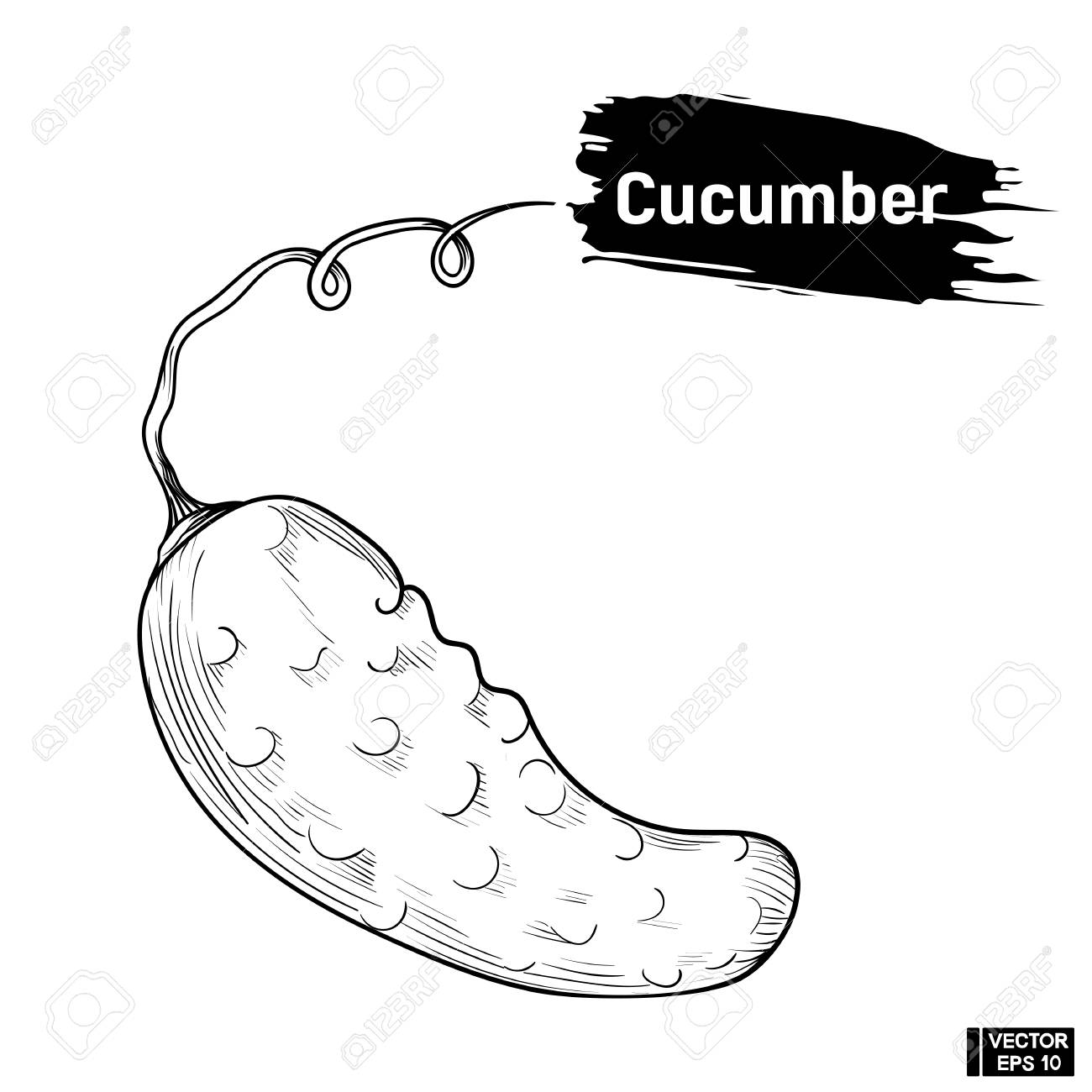 1300x1300 Vector Image. Cucumber Outline Black And White In Hand Drawing