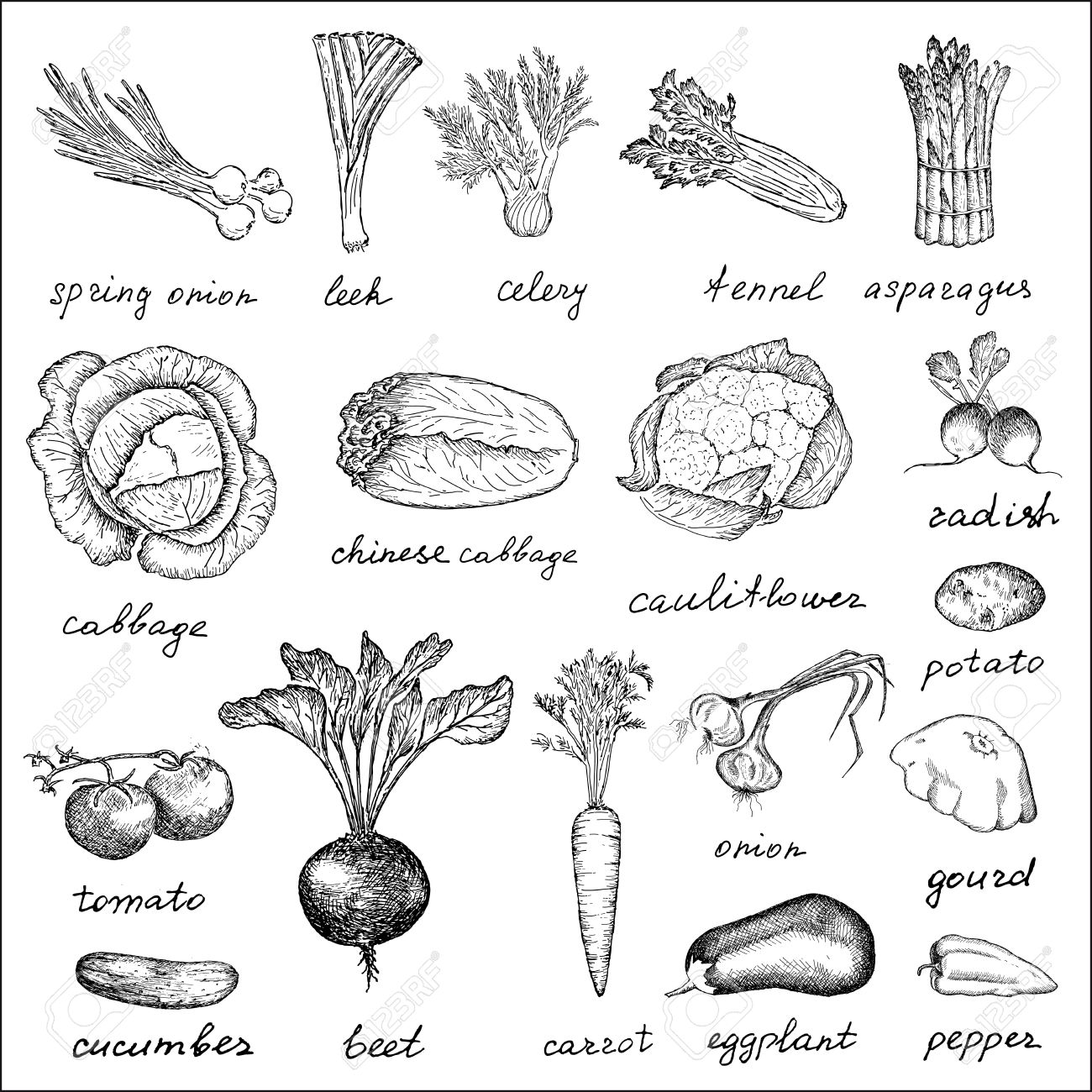 1300x1300 Vegetables Hand Drawing Set Of Vector Sketches Royalty Free