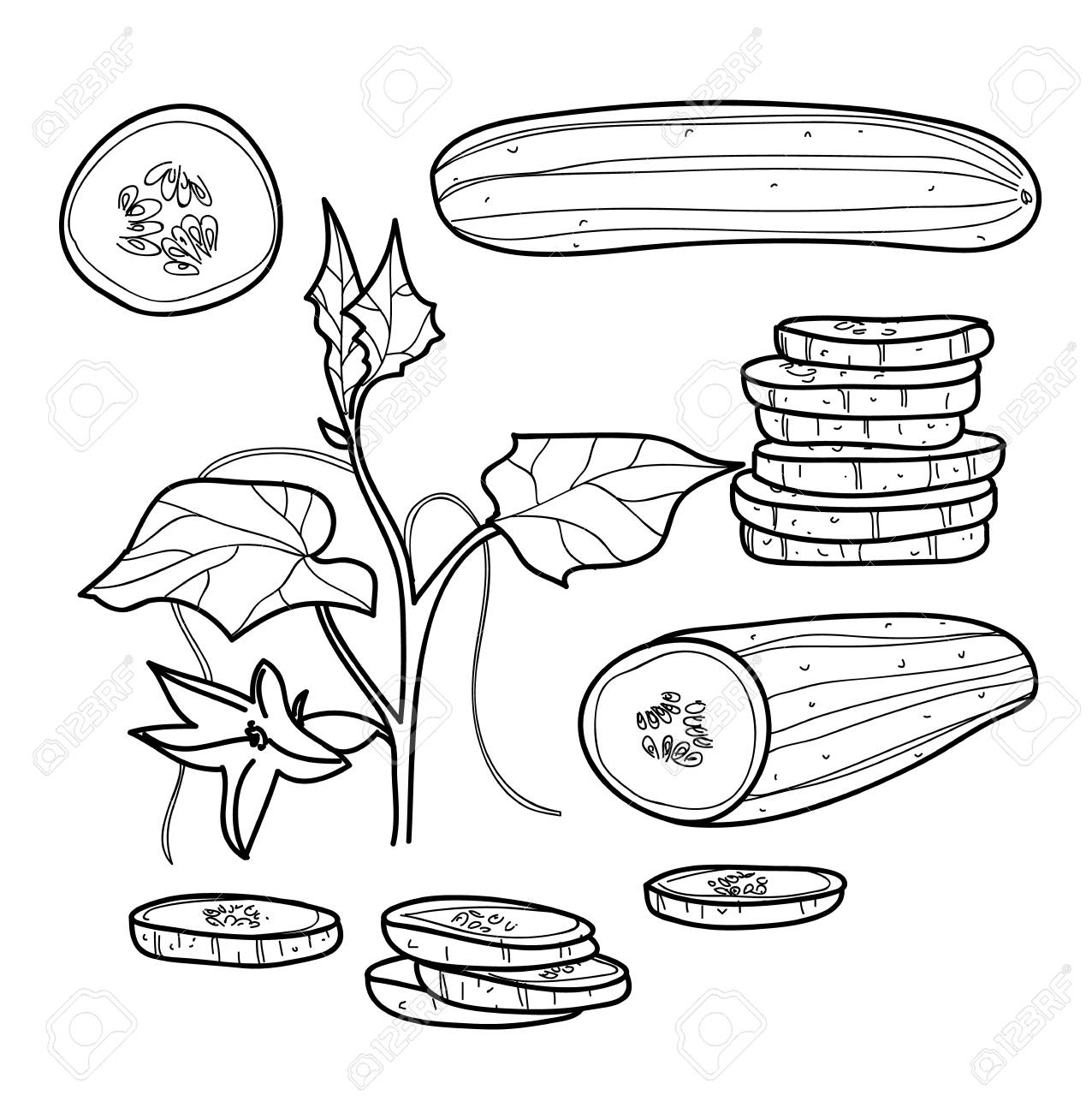 1276x1300 Cucumber Hand Drawn Line Art Vector Set Vegetable Illustration