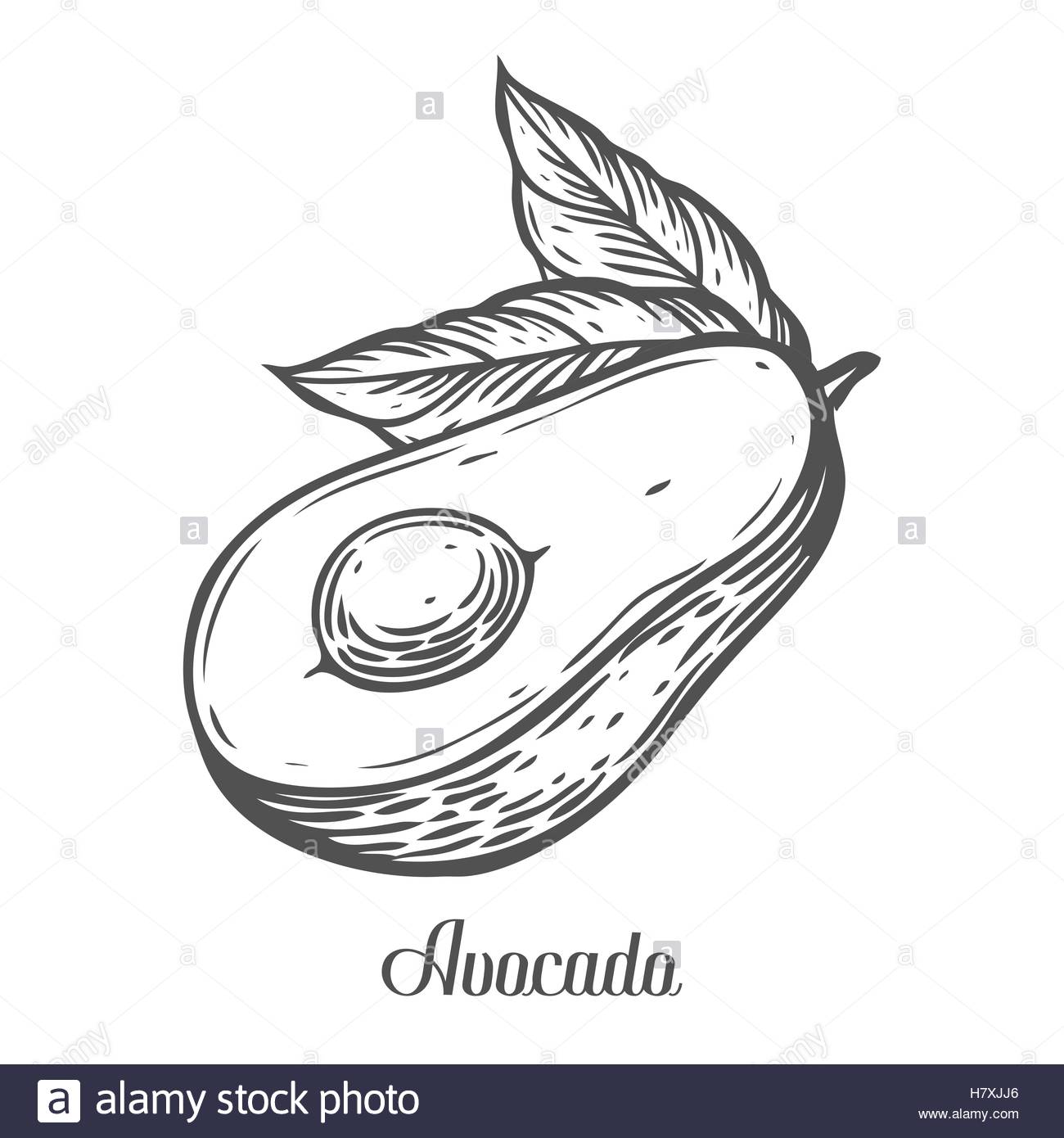 1300x1390 Avocado Slice Vector Hand Drawn Vector Illustration. Tropical