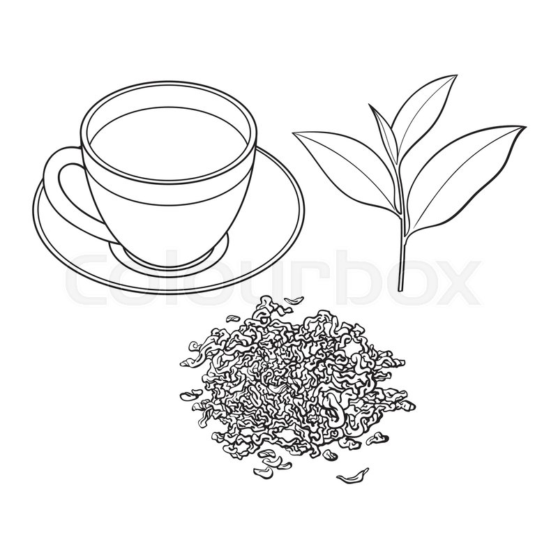 800x800 Tea Cup, Fresh And Dry Leaves, Sketch Vector Illustration Isolated