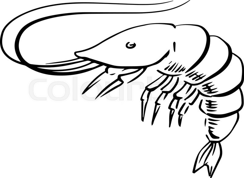 800x584 Sketch Of Fresh Marine Shrimp Or Prawn With Long Curved Antennae