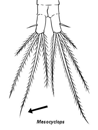 330x440 Cyclopoid Key